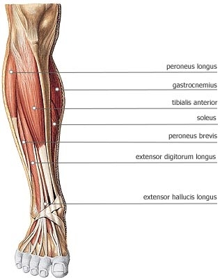 Голень у человека где находится 4 класс. Перонеус Лонгус. Peroneus Brevis мышца. Fibularis Longus мышца. Peroneus Longus мышца стопы и голени.