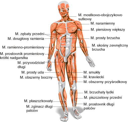 Rysunek Anatomiczny Miesni Forum Sfd